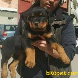 Satılık Rottweiler Yavruları 2