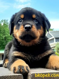 Satılık Rottweiler Yavruları 4