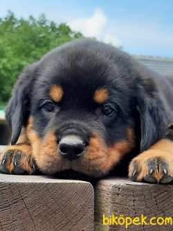 Satılık Rottweiler Yavruları 3