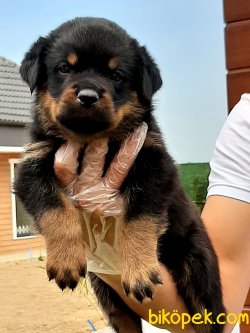 Satılık Rottweiler Yavruları 2