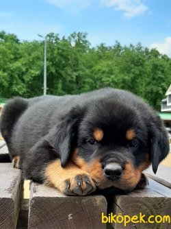 Satılık Rottweiler Yavruları 5