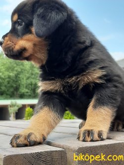 Satılık Rottweiler Yavruları 5