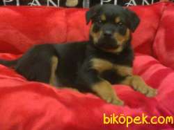 SATILIK ROTTWEİLER YAVRULARI 1