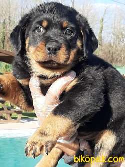 Satilik Rottweiler Yavrulari 3