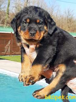 Satilik Rottweiler Yavrulari 4