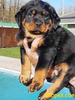 Satilik Rottweiler Yavrulari 2