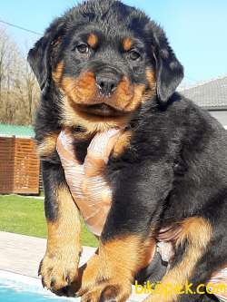 Satilik Rottweiler Yavrulari 5