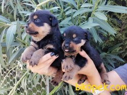 Satılık Rottweiler Yavrularımız 1
