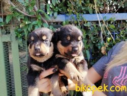 Satılık Rottweiller Yavruları 5