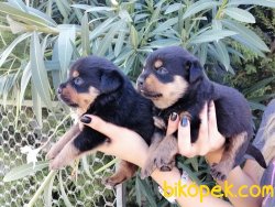 Satılık Rottweiller Yavruları 1