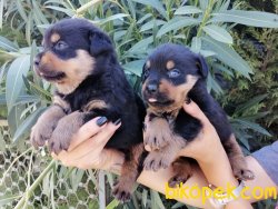 Satılık Rottweiller Yavruları 3