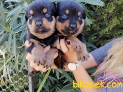Satılık Rottweiller Yavruları 2