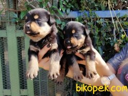Satılık Rottweiller Yavruları 4