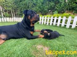 Satilik Rotweiller Yavruları Istanbul 4