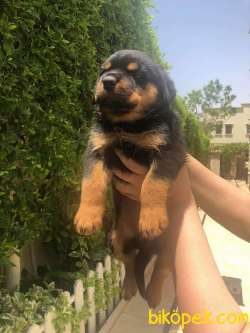 Satilik Rotweiller Yavruları Istanbul 3