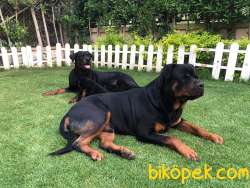 Satilik Rotweiller Yavruları Istanbul 1