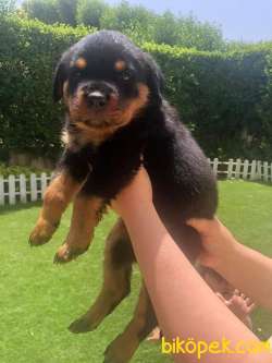 Satilik Rotweiller Yavruları Istanbul 2