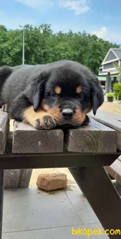Satilik Rotweiller Yavruları Istanbul 2