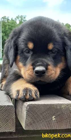 Satilik Rotweiller Yavruları Istanbul 1