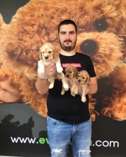 Satılık Safkan Ameri̇can Cocker Yaruları 2