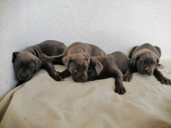 Satılık Safkan Cane Corso Yavruları 2