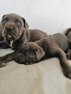 Satılık Safkan Cane Corso Yavruları 3