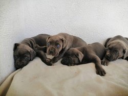 Satılık Safkan Cane Corso Yavruları 1