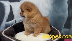 Satılık Safkan Chow Chow Bebekleri 5