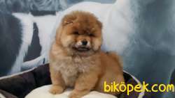 Satılık Safkan Chow Chow Bebekleri 2