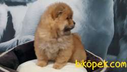 Satılık Safkan Chow Chow Bebekleri 4