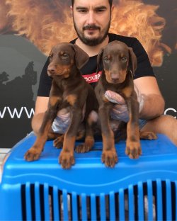Satılık Safkan Doberman Yavruları 2