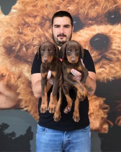 Satılık Safkan Doberman Yavruları 1