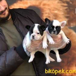 Satılık Safkan Fransız Bulldog Yavruları 2