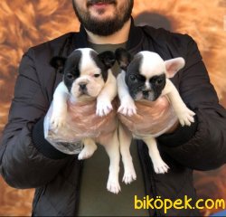 Satılık Safkan Fransız Bulldog Yavruları 3