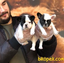 Satılık Safkan Fransız Bulldog Yavruları 1