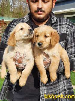 SATILIK SAFKAN GOLDEN RETRIEVER YAVRULARI 3
