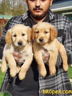 SATILIK SAFKAN GOLDEN RETRIEVER YAVRULARI 1