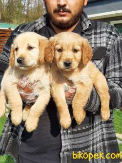 SATILIK SAFKAN GOLDEN RETRIEVER YAVRULARI 4
