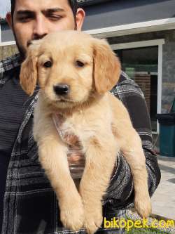 SATILIK SAFKAN GOLDEN RETRIEVER YAVRULARI 2