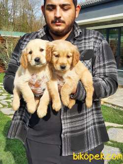SATILIK SAFKAN GOLDEN RETRIEVER YAVRULARI 5