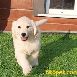 Satilik Safkan Golden Retriever Yavrulari Istanbul 2