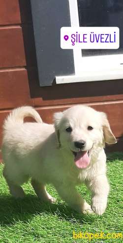 Satilik Safkan Golden Retriever Yavrulari Istanbul 3