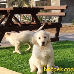 Satilik Safkan Golden Retriever Yavrulari Istanbul 1