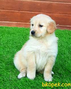 Satilik Safkan Golden Retriever Yavrulari Istanbul 4