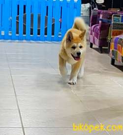 Satilik Safkan Japon Akita İnu Yavrularimiz 2