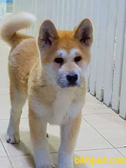 Satilik Safkan Japon Akita İnu Yavrularimiz 4