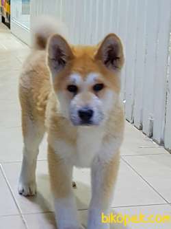 Satilik Safkan Japon Akita İnu Yavrularimiz 1