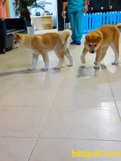 Satilik Safkan Japon Akita İnu Yavrularimiz 3