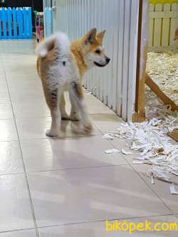 Satilik Safkan Japon Akita İnu Yavrularimiz 5