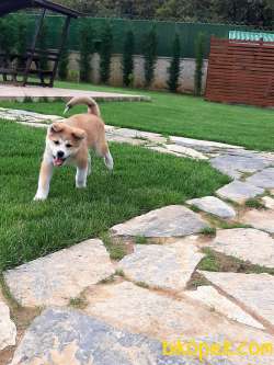 SATILIK SAFKAN Japon Akita İnu Yavrularimiz ( Hachiko ) 2